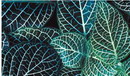 پوست ماری , برگ نعنایی , Mosaic Plant , Nerve Plant , فتونیا,گیاه موزاییک 